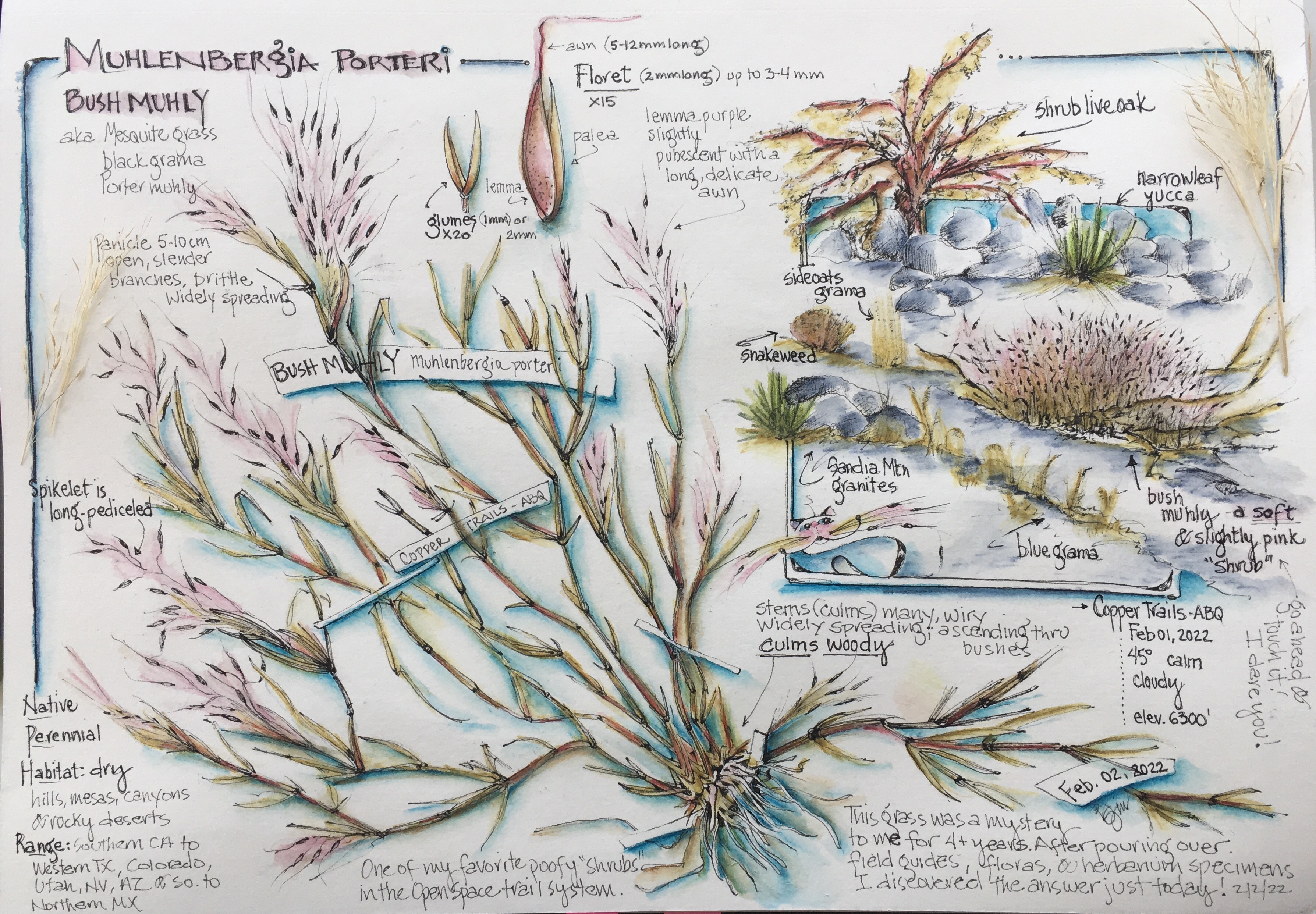 Mystery Solved! Meet a native grass …. Bush Muhly – a curious nature