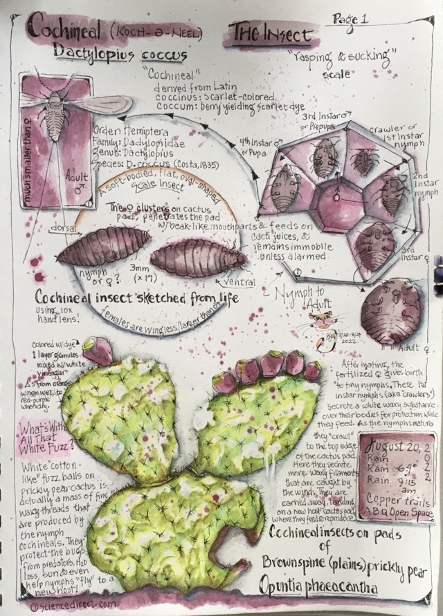 Summer Bugs and Botany: Cochineal Dye Making – a curious nature