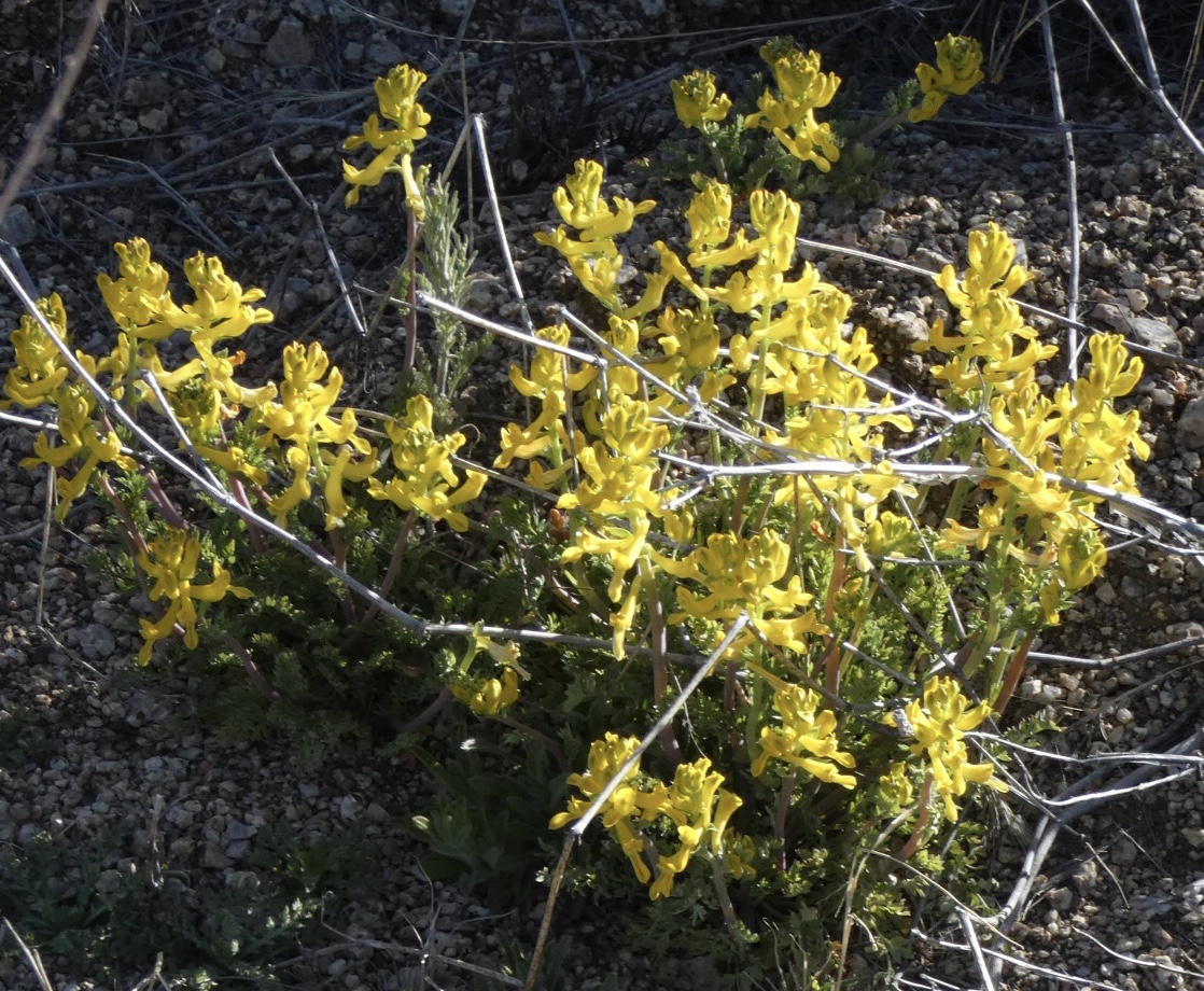 A “Snow White” Spring Super Bloom … Albuquerque Foothills – a curious ...