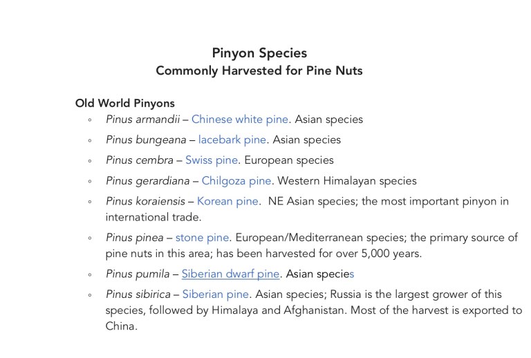 Pre Pinon Piñon or Pinyon, Piñon Seed or Pine Nut – a curious nature