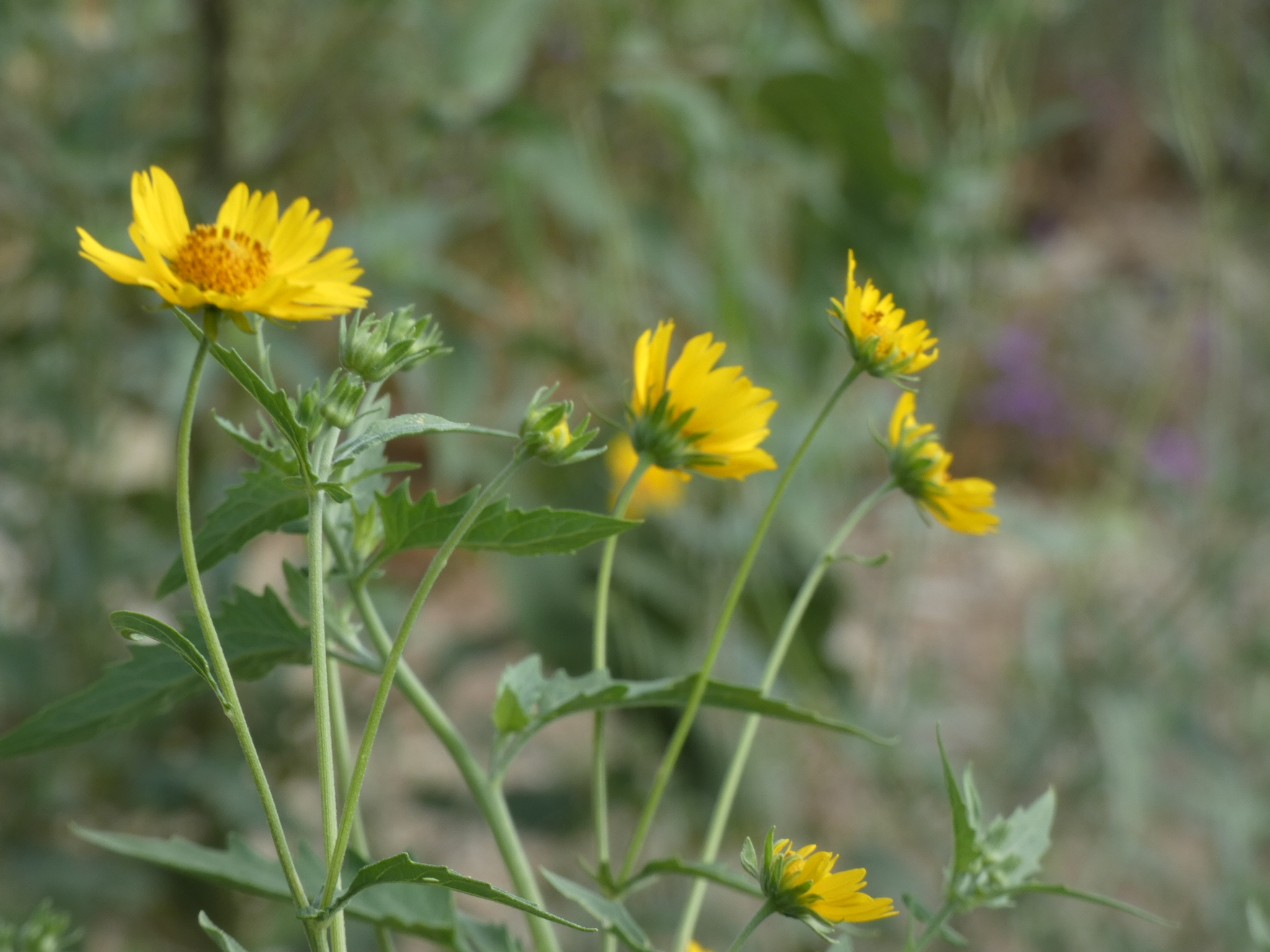 One of the Most Aloof Sunflowers Ever! The Cowpen Daisy – a curious nature, image size:2048x1536