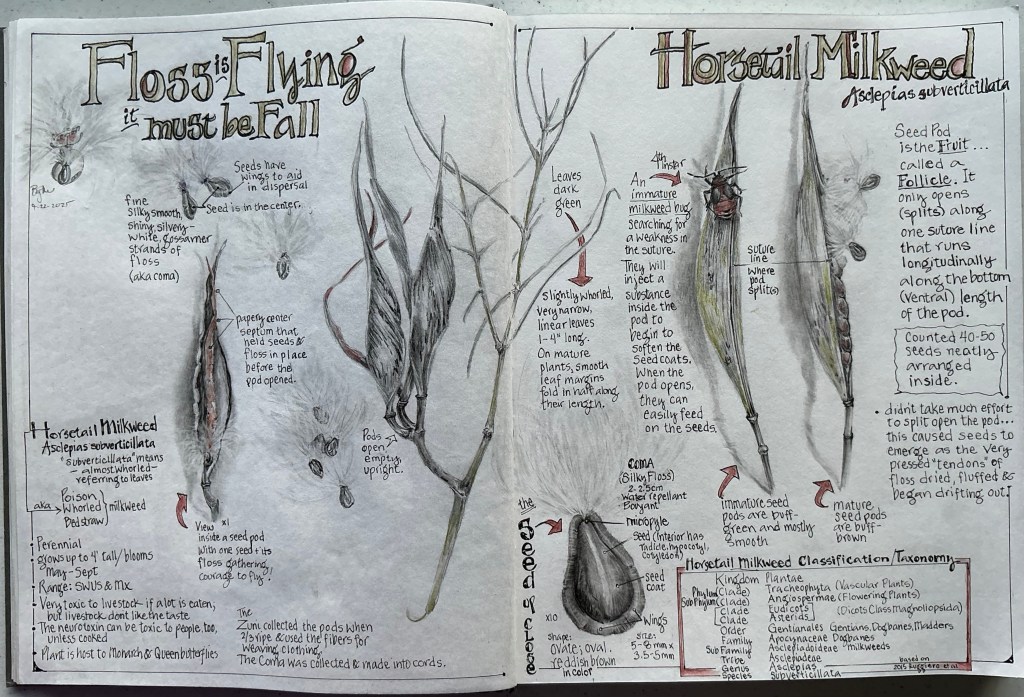 September 2025 – a curious nature